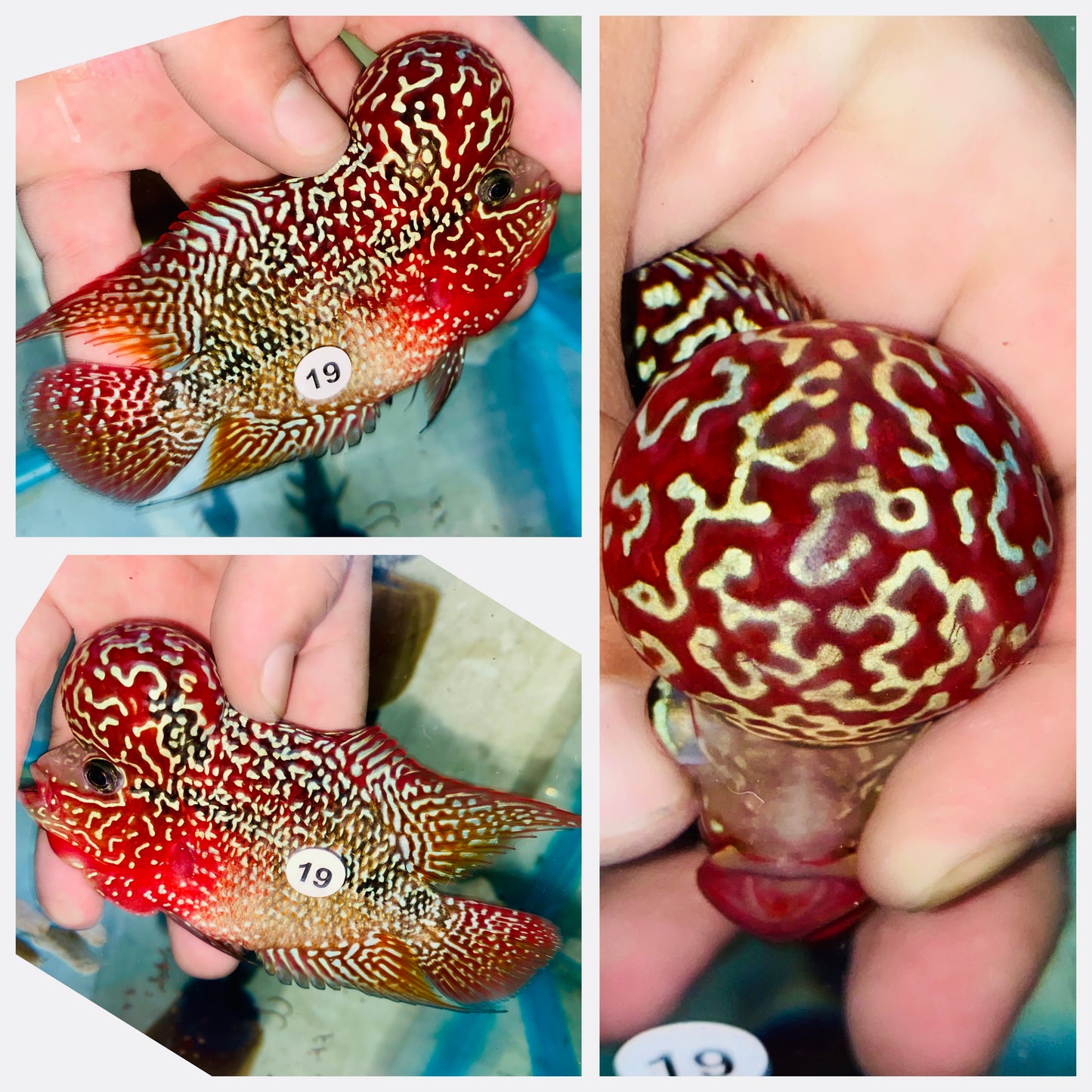 Flowerhorn Kamfa F3 # 19