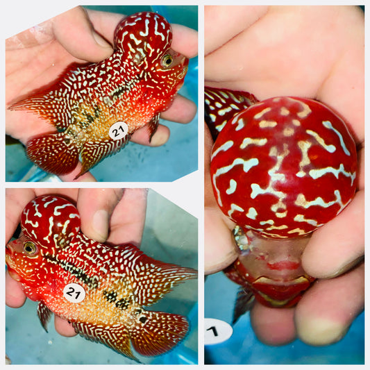 Flowerhorn Kamfa F3 # 21