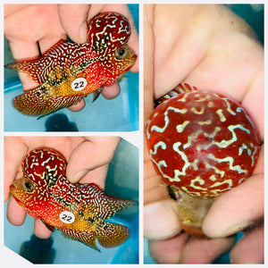 Flowerhorn Kamfa F3 - 22