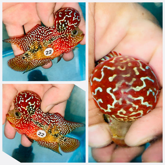 Flowerhorn Kamfa F3 # 22