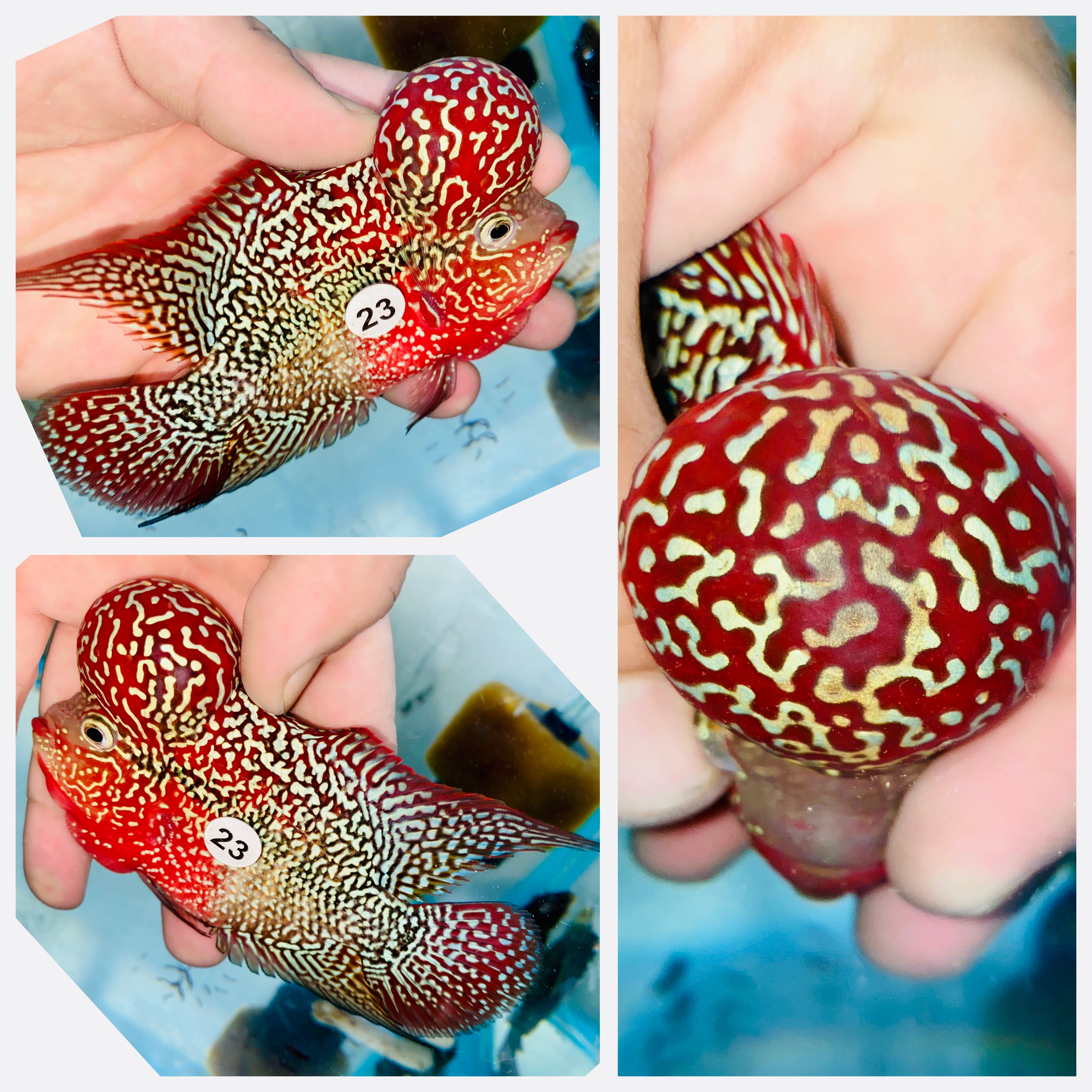 その他 Flower Horn Flowerhorn – The Fin Shop