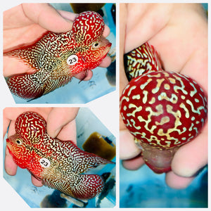 Flowerhorn Kamfa F3 - 23