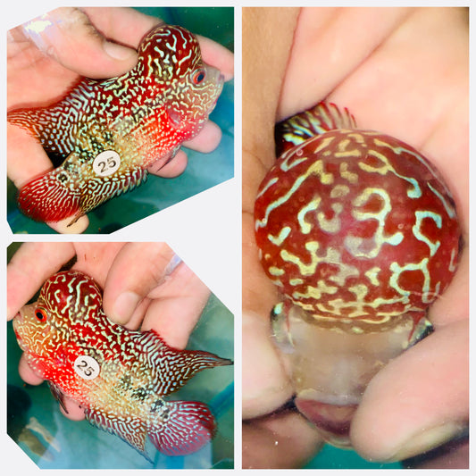 Flowerhorn Kamfa F3 # 25