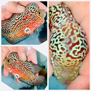 Flowerhorn Kamfa F3 - 26