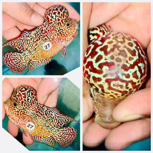 Flowerhorn Kamfa F3 - 27