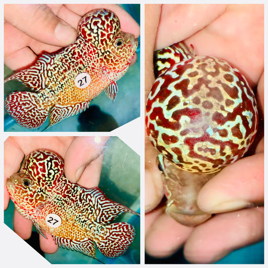 Flowerhorn Kamfa F3 # 27