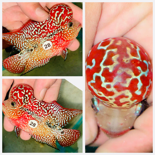 Flowerhorn Kamfa F3 # 28