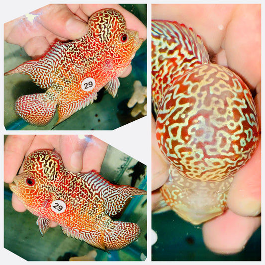 Flowerhorn Kamfa F3 # 29