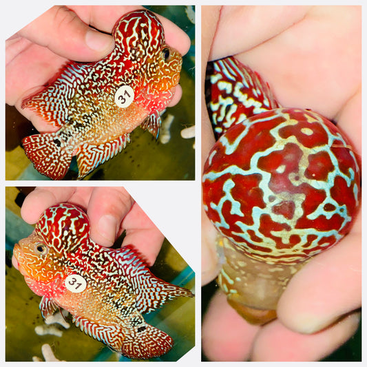 Flowerhorn Kamfa F3 # 31