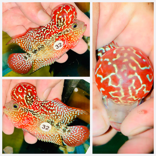 Flowerhorn Kamfa F3 # 32