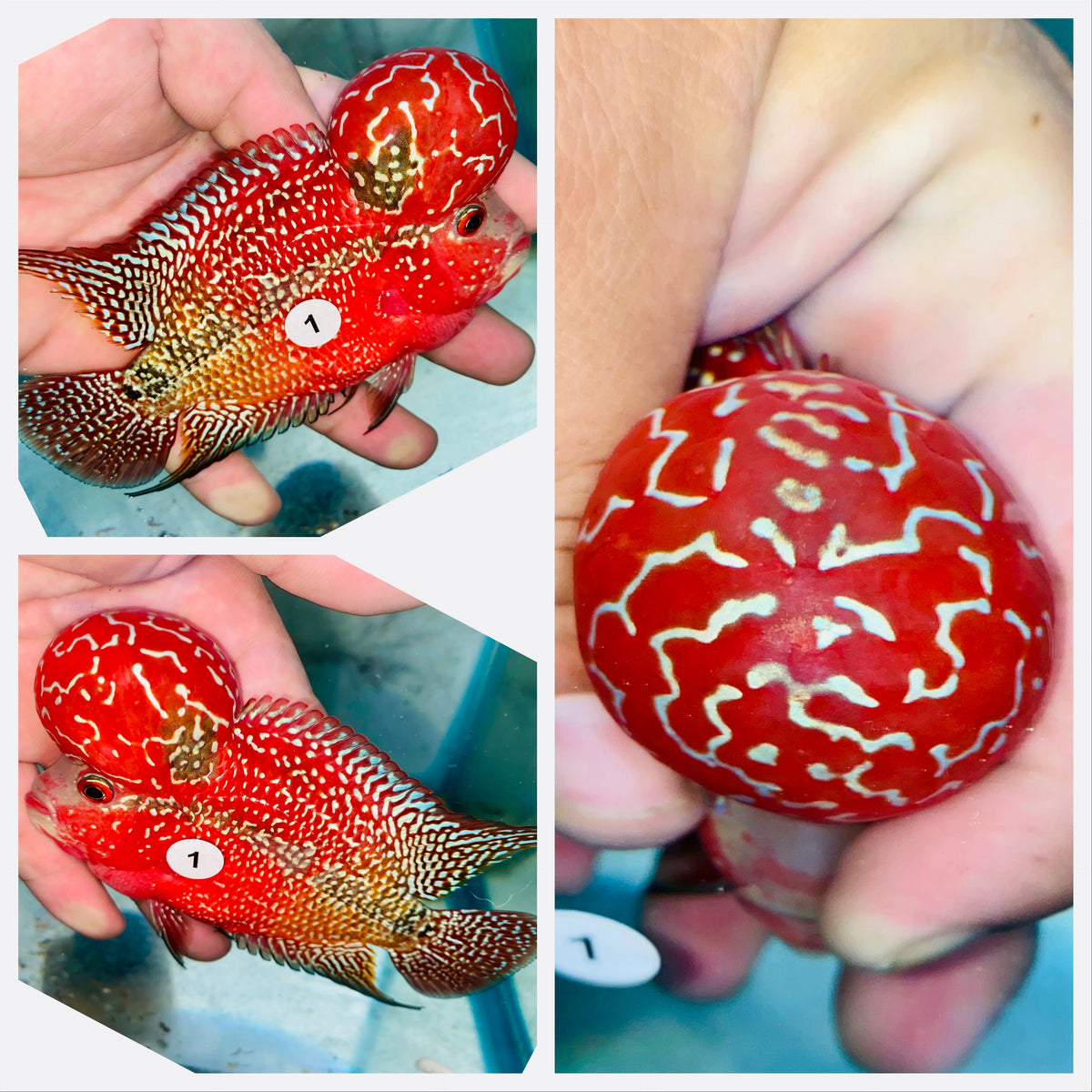 Kamfa Flowerhorn - 01