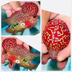 Kamfa Flowerhorn - 02