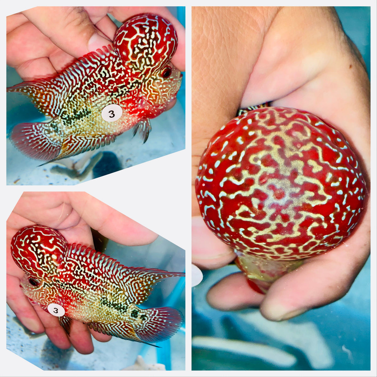 Kamfa Flowerhorn - 03