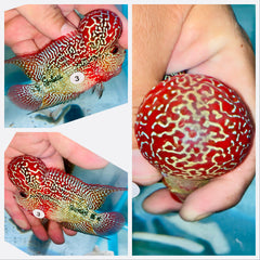 Kamfa Flowerhorn - 03