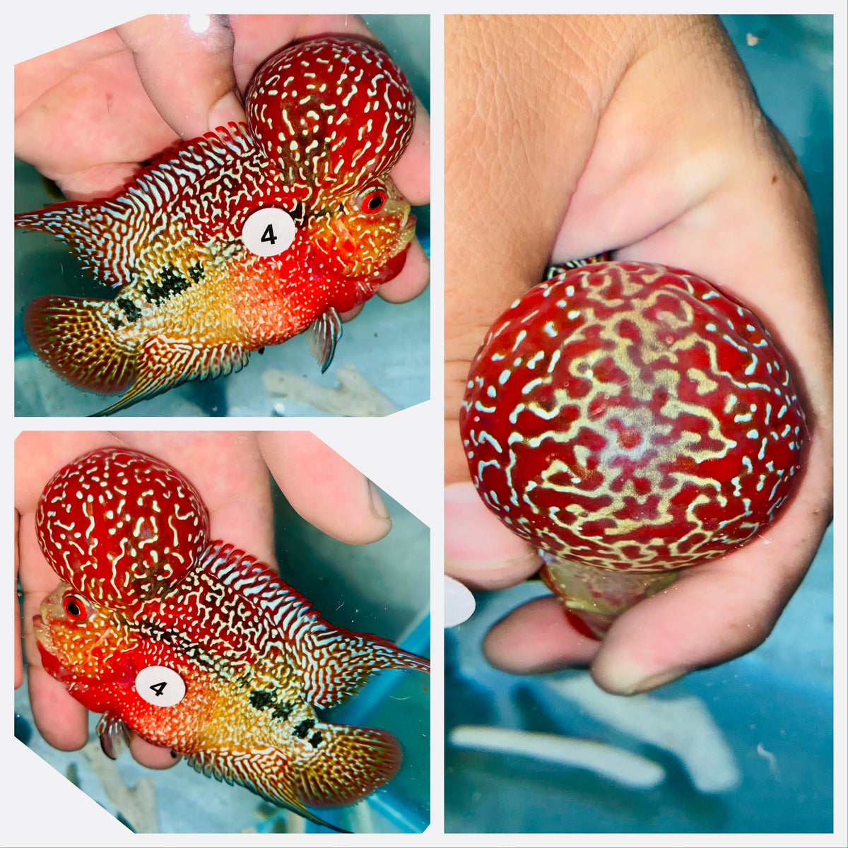Kamfa Flowerhorn - 04