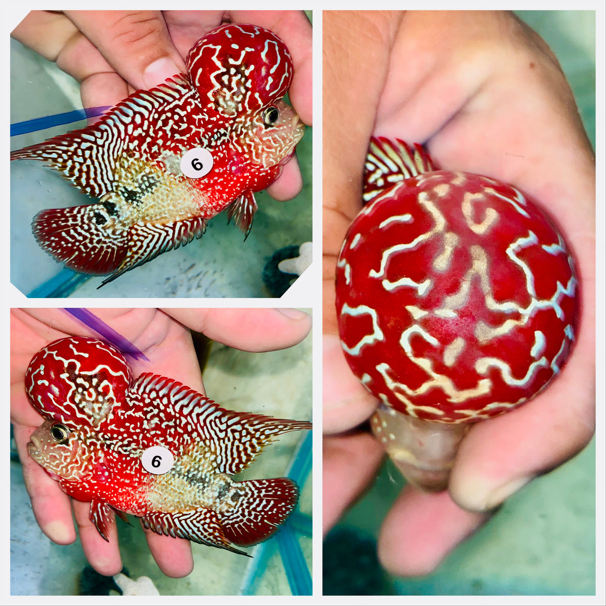 Kamfa Flowerhorn - 06