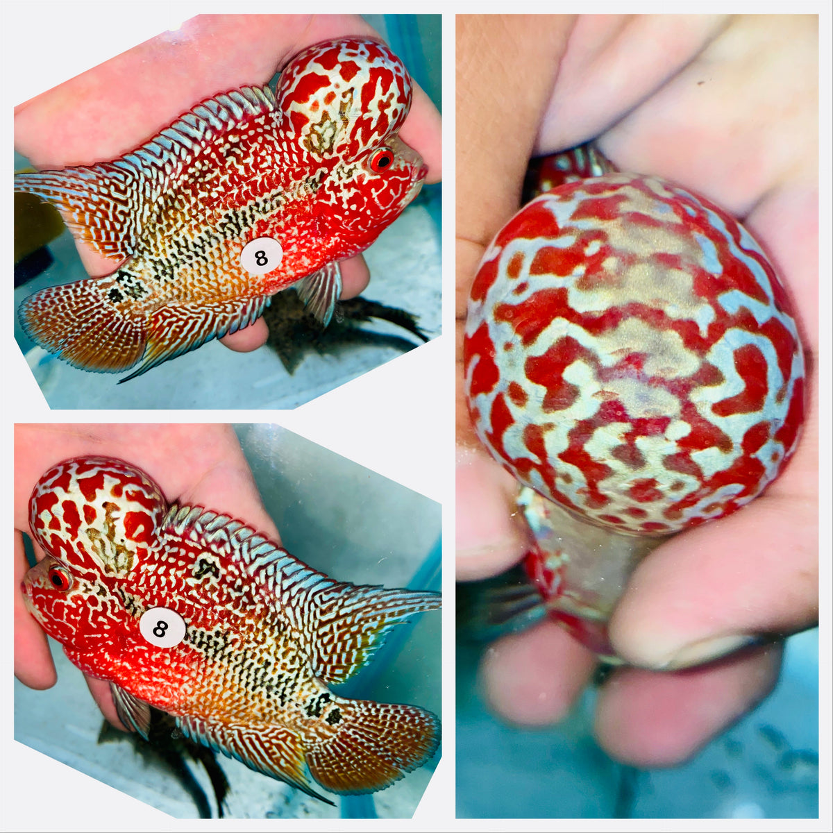 Kamfa Flowerhorn - 08