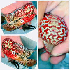 Kamfa Flowerhorn - 08