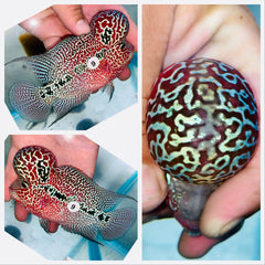 Kamfa Flowerhorn - 09