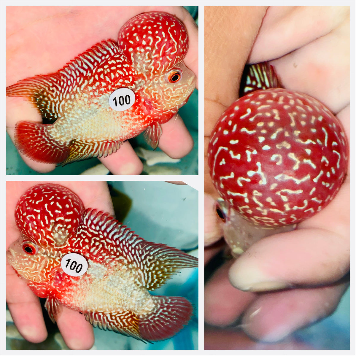 String Pearl Two ToneFlowerhorn - 100