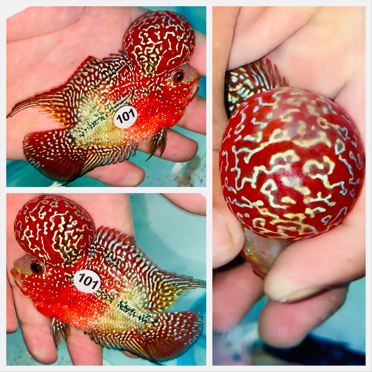 Kamfa Flowerhorn - 101