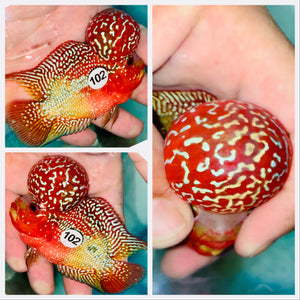 Kamfa Flowerhorn - 102