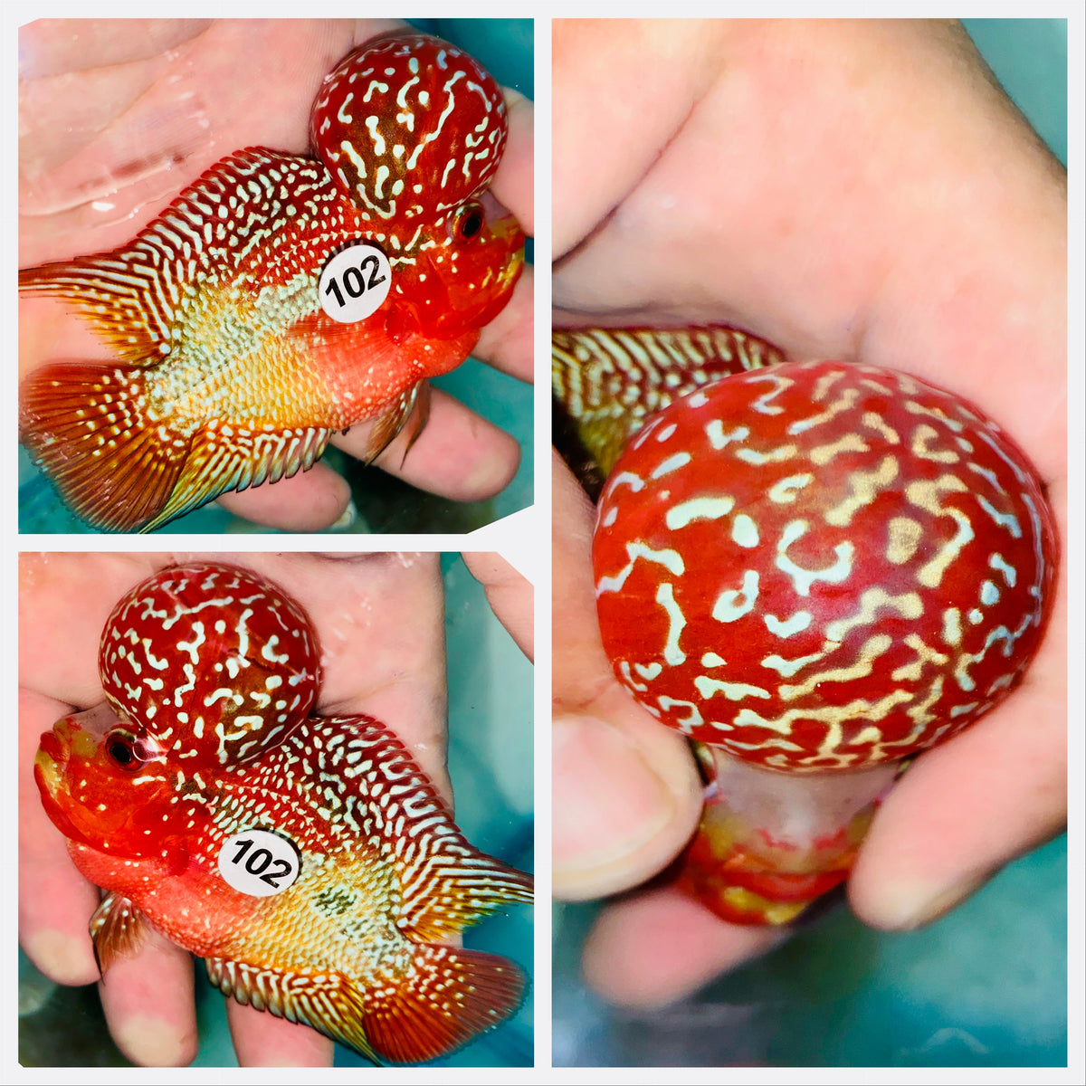 Kamfa Flowerhorn - 102