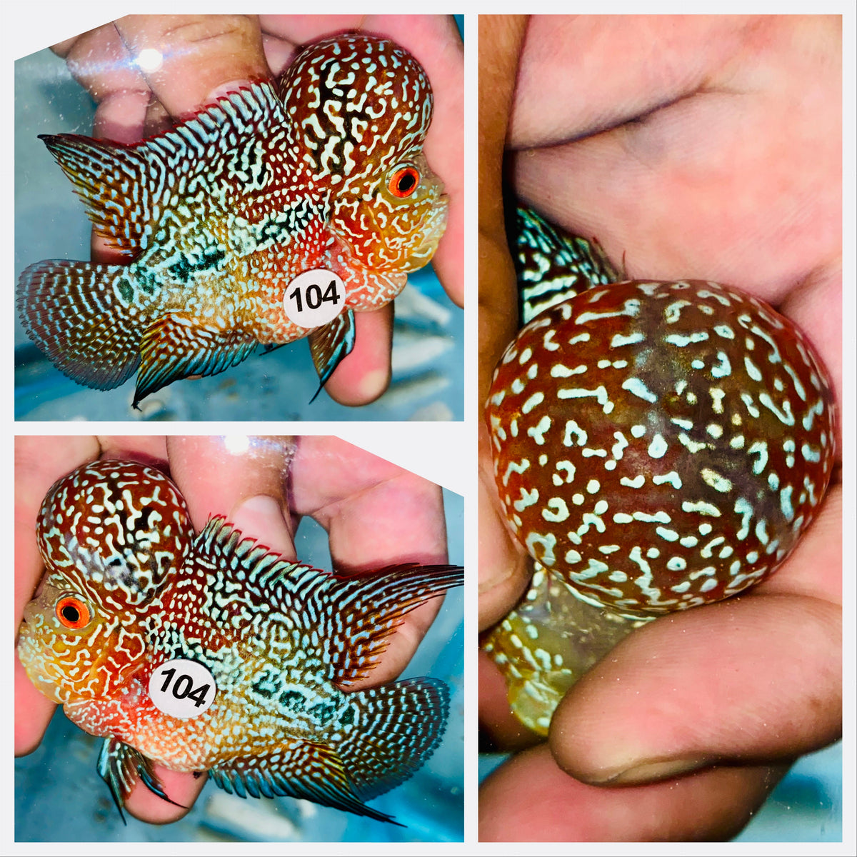 Short Body Kamfa Flowerhorn - 104