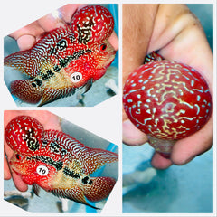 Kamfa Flowerhorn - 10