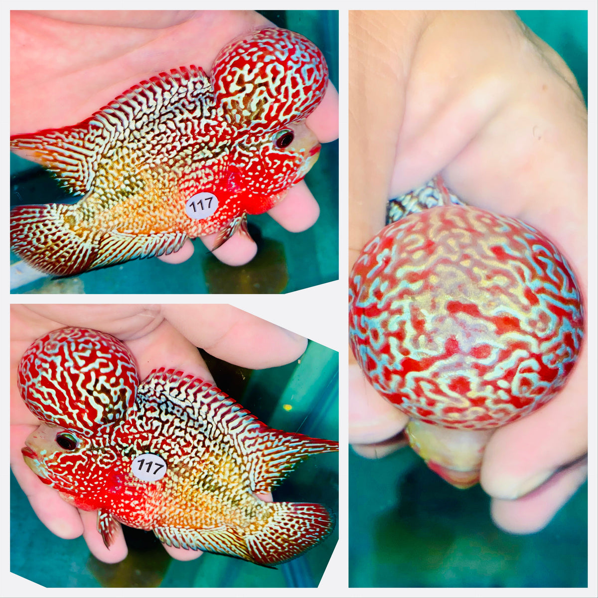 Two Tone Kamalau Flowerhorn - 117