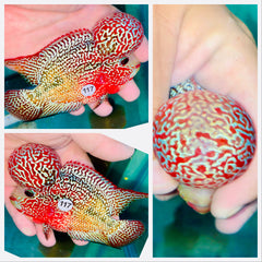 Two Tone Kamalau Flowerhorn - 117