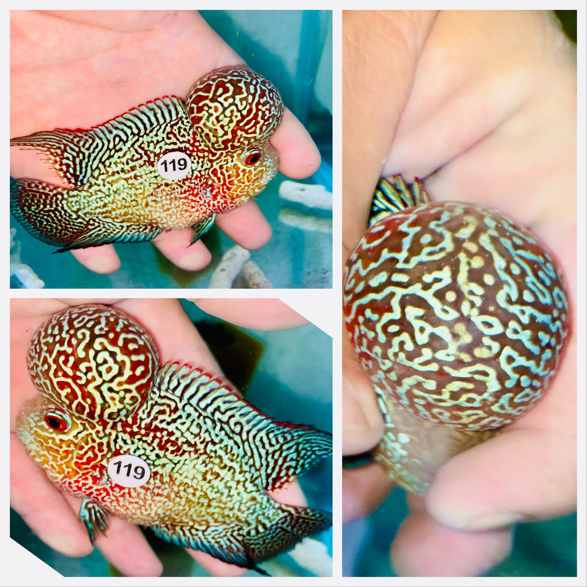 Two Tone Kamfa Flowerhorn - 119