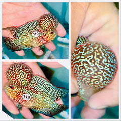 Two Tone Kamfa Flowerhorn - 119