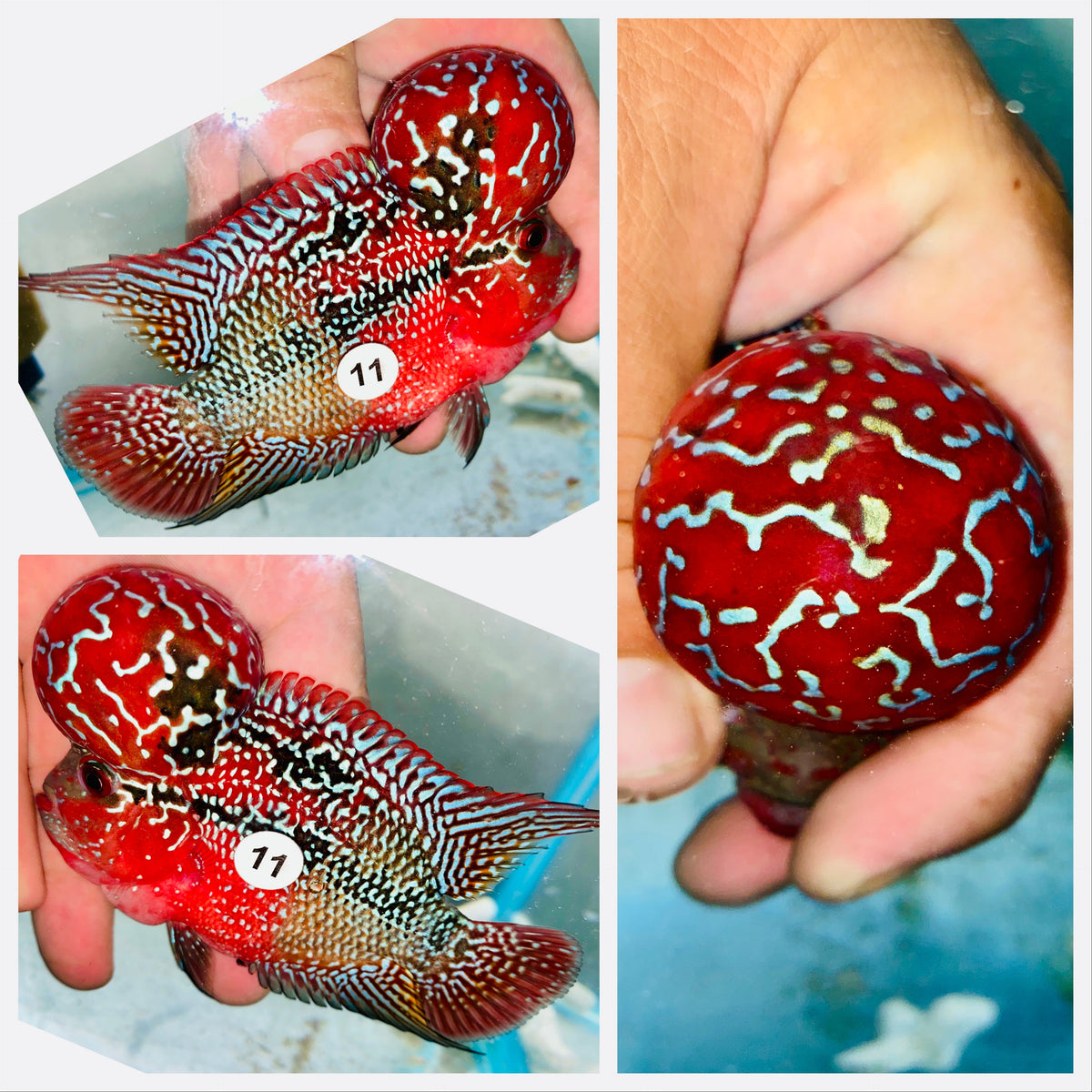 Kamfa Flowerhorn - 11