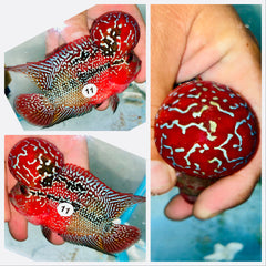 Kamfa Flowerhorn - 11