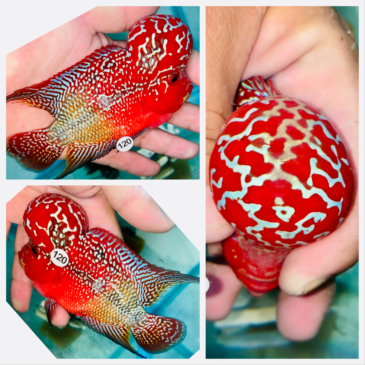 Kamfa Flowerhorn - 120