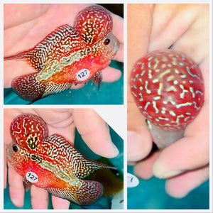 Full Red KamfaFlowerhorn - 127