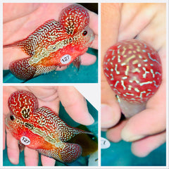 Full Red KamfaFlowerhorn - 127