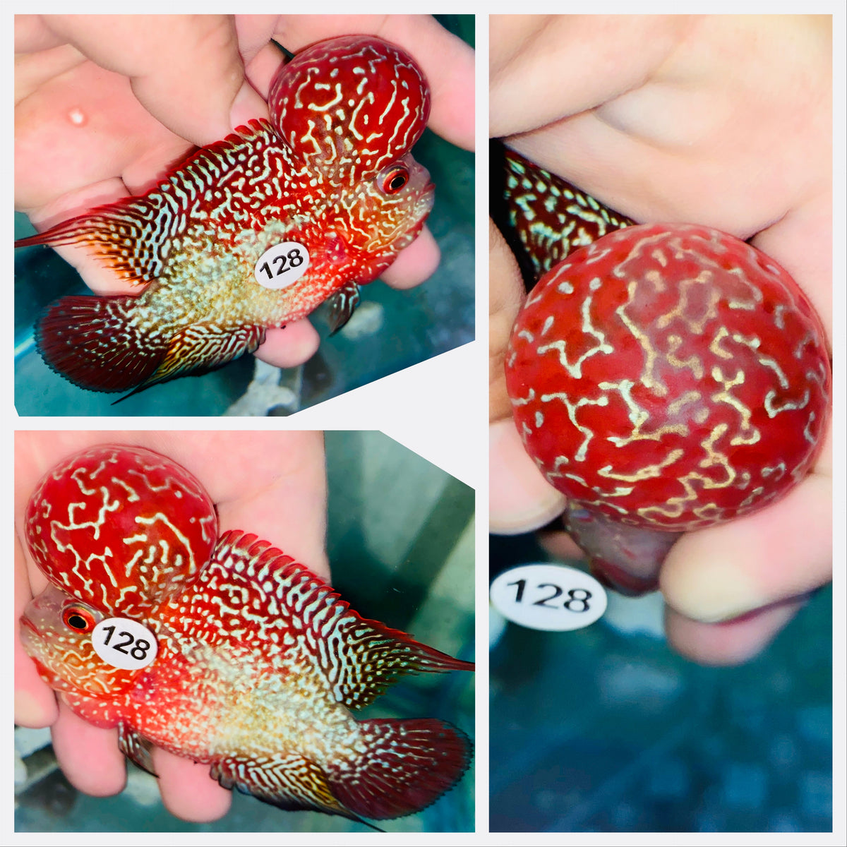 SB Monster HeadFlowerhorn - 128