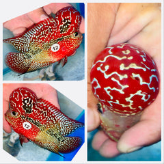 Kamfa Flowerhorn - 12