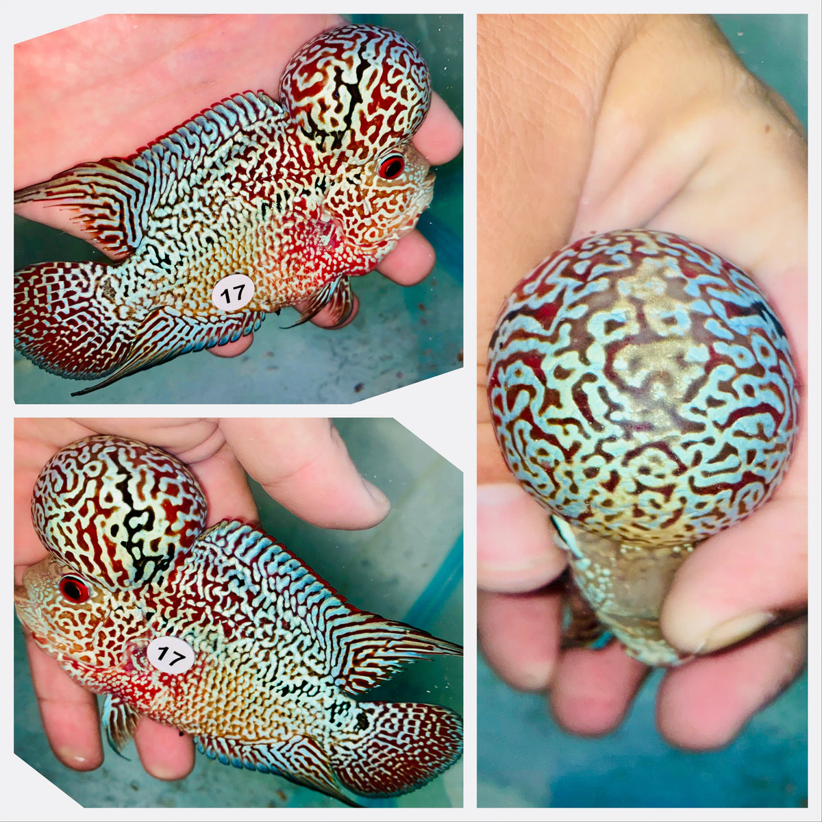 Kamfa Flowerhorn - 17