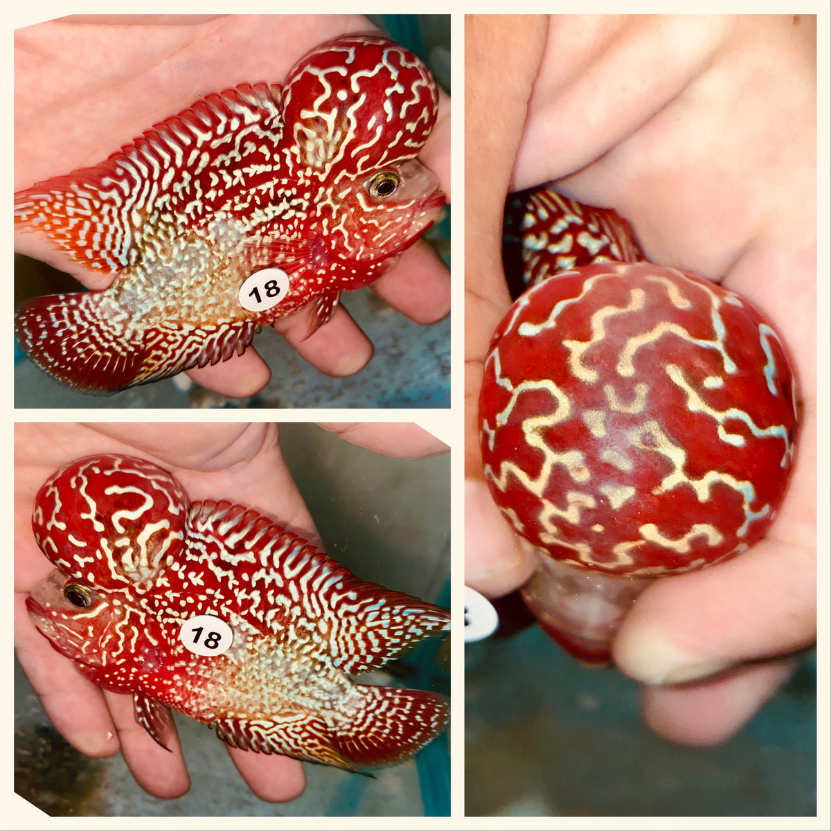 Kamfa Flowerhorn - 18