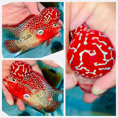 Kamfa Flowerhorn - 20