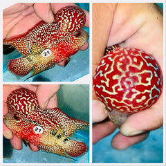 Kamfa Flowerhorn - 21