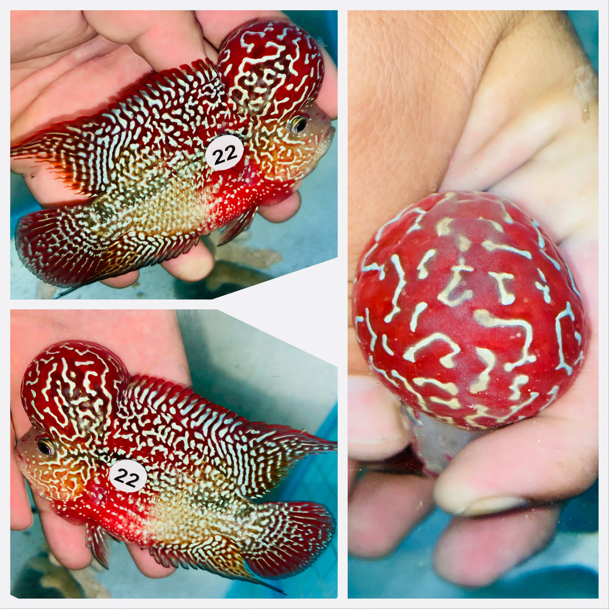 Kamfa Flowerhorn - 22