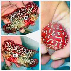 Kamfa Flowerhorn - 22