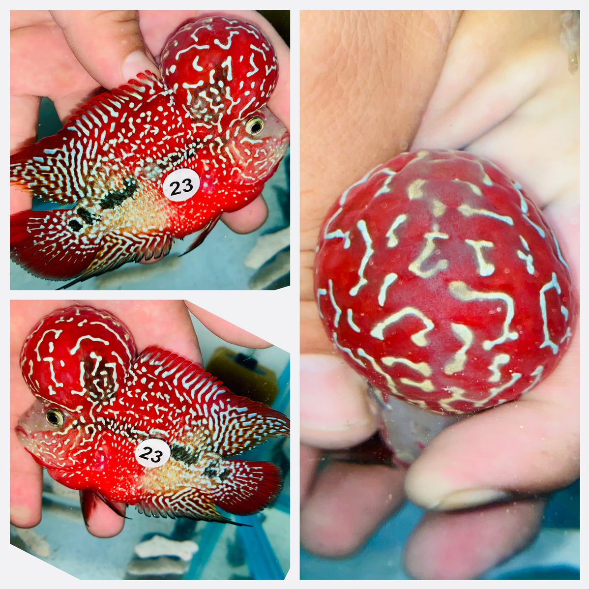 Kamfa Flowerhorn - 23