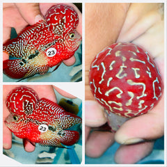 Kamfa Flowerhorn - 23