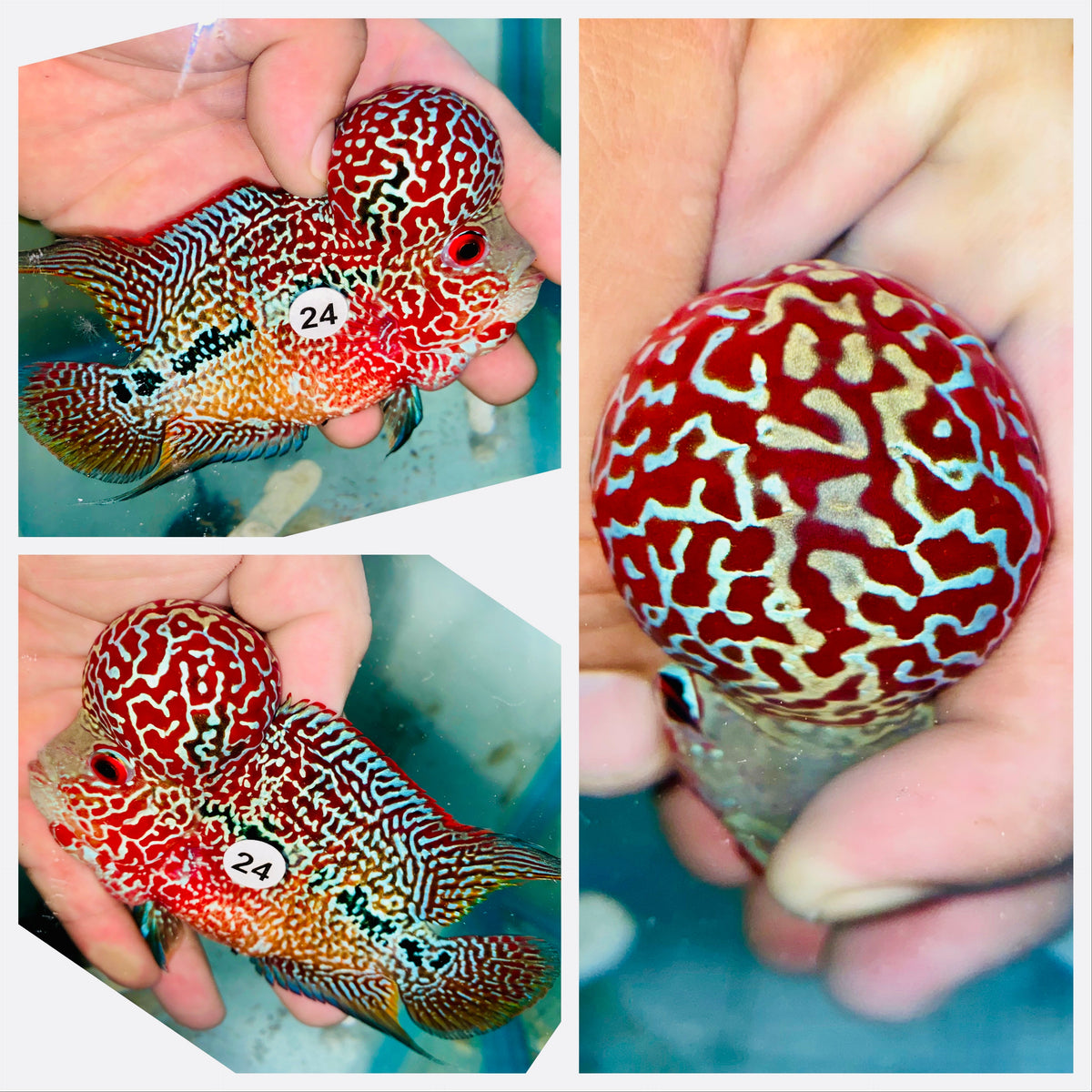 Kamfa Flowerhorn - 24