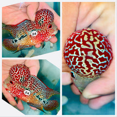 Kamfa Flowerhorn - 24